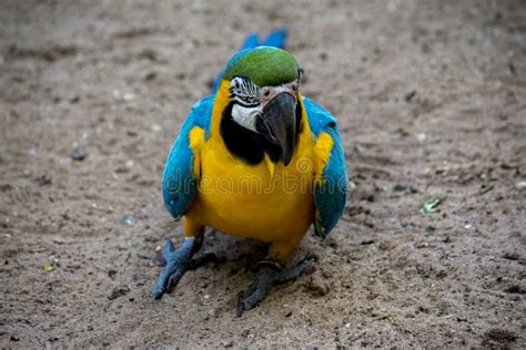 Portrait Of A Blue And Yellow Macaw Ara Ararauna Endangered Birds