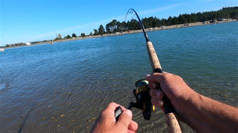 Spin Fishing For Kahawai At The Waimak River Mouth Seal Encounter