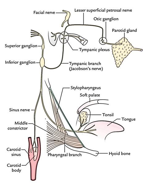 Glossopharyngeal Nerve Pathway