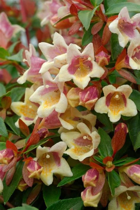 Small White And Pink Flowers With Green Leaves