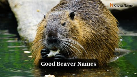 900+ Beaver Names - Funny, Cute, Famous and More - KnowsName