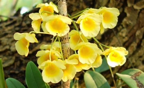 Orchids Flowers Pictures Bulbophyllum Vanda Cattleya Cymbidium