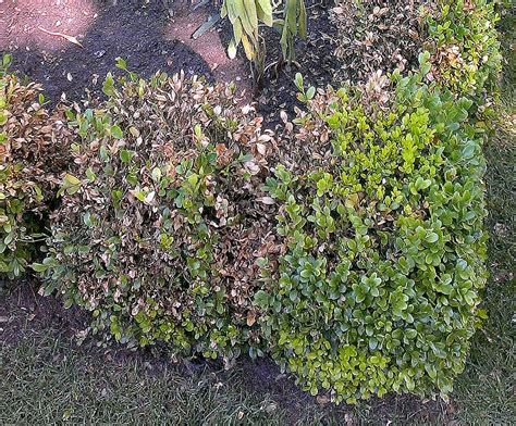 Copper Fungicide For Boxwood Blight Pestphobia