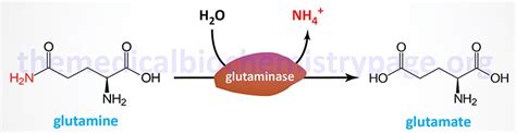 Amino Acid Biosynthesis And Catabolism The Medical Biochemistry Page