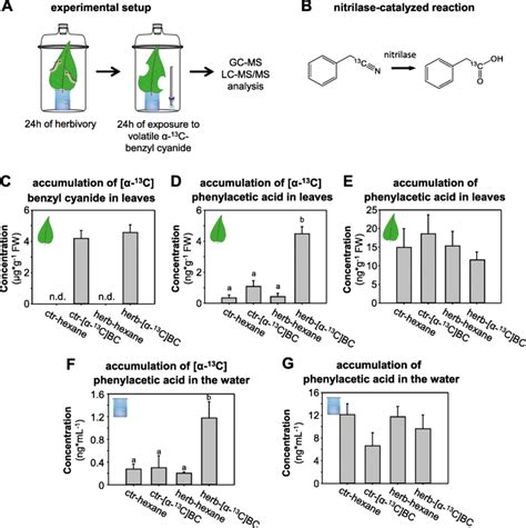 Benzyl Cyanide Can Be Converted Into Phenylacetic Acid In Vivo In