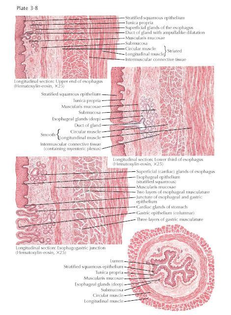 An Image Of The Structure Of Human Skin And Its Major Functions