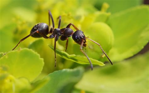 Ant Insect Wallpapers - Wallpaper Cave