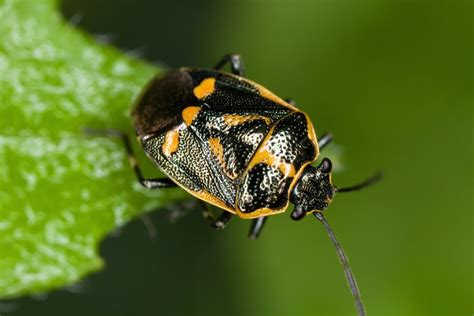 Types Of Stink Bugs Field Guide Names Photos Outforia