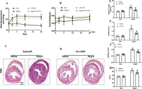 Inhibition Of P Rex Attenuated Blood Pressure And Cardiac Remodeling