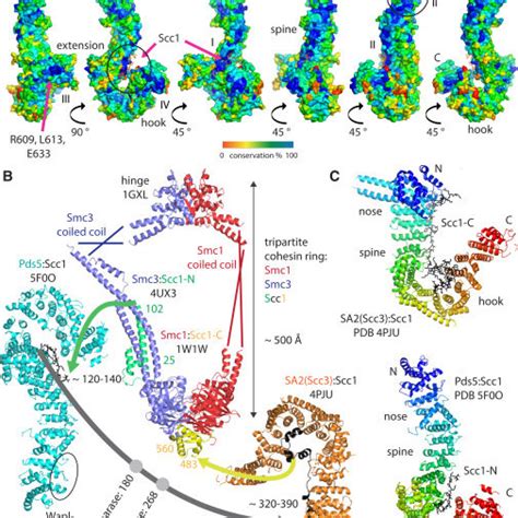 The Pds5 Structure In The Context Of The Cohesin Complex Download Scientific Diagram