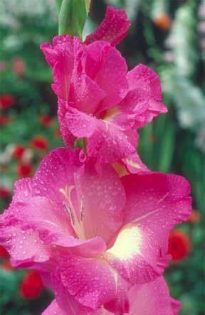 Gladiolus Care: Tips for Successful Growing