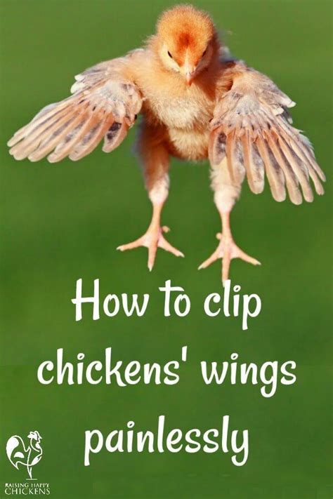 Clipping Chicken Wings The Quick And Painless Way Clipping Chickens