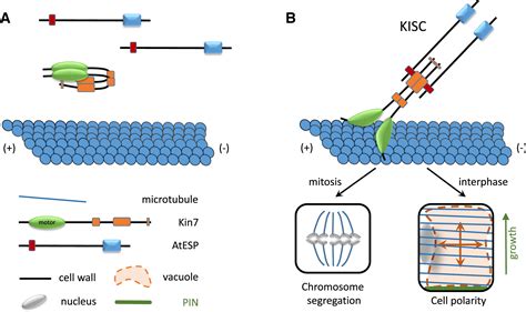 linking separase  microtubule dynamics developmental cell