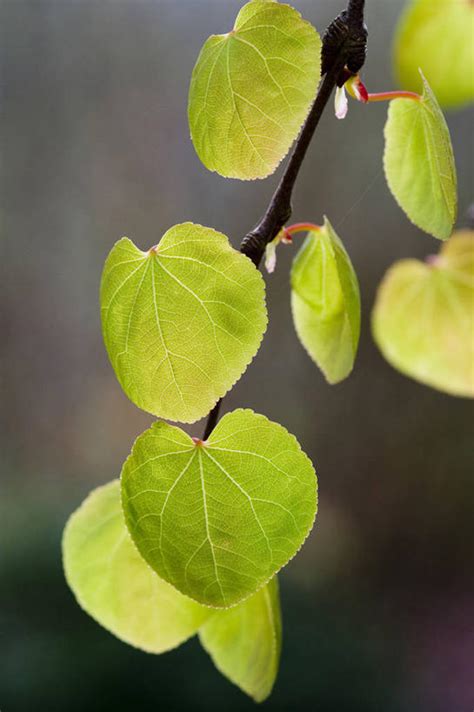 无人哭竖图室外特写白天留白美景植物叶子半透明假发景观枝光亮树自然夏天景色摄影生长环境明亮脆弱