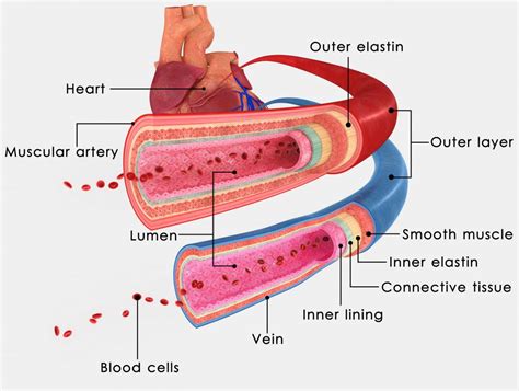 In Anatomy, what is a Lumen? (with pictures)