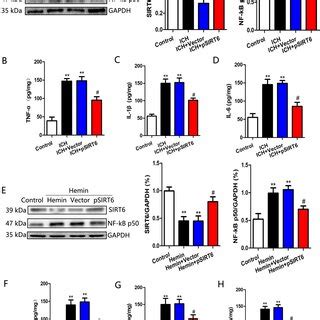 Overexpression Of Sirt Played A Protective Role In The Brain By