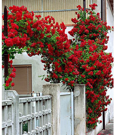 Rare Dark Red Climbing Rose Seeds Rosa Multiflora Perennial Fragrant ...