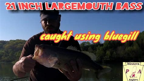 21 Largemouth Bass Using A Live Bluegill Youtube