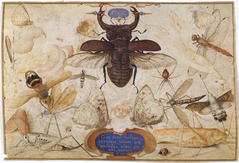 Joris Hoefnagel Insects And The Head Of A Wind God The Metropolitan