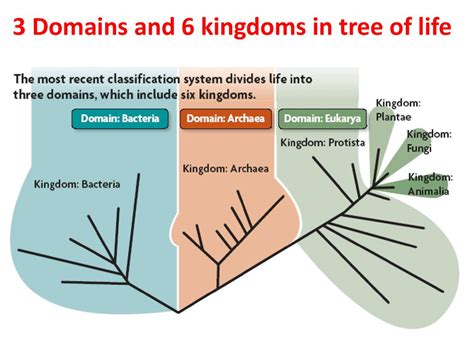 Domains And Kingdoms Of Life