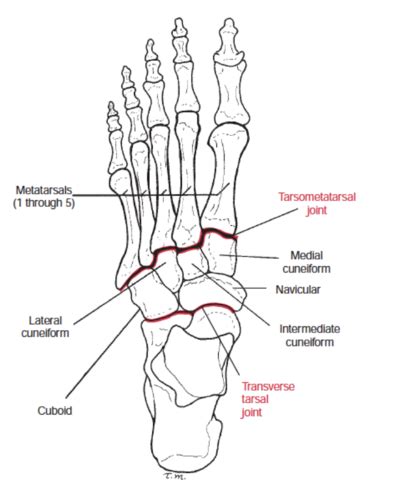 Ankle And Foot Flashcards Quizlet