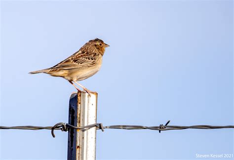 Grasshopper Sparrow – Sonoran Images