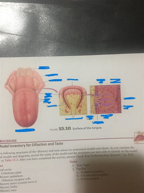 Surface Of The Tongue Diagram Quizlet