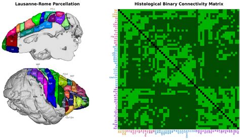 Rhesus Macaque Brain