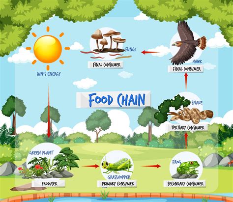 Food Chain Diagram Concept On Forest Background 2046856 Vector Art At