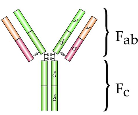 Schematic Overview Of Immunoglobulin G Igg Igg Consists Of Two Download Scientific Diagram