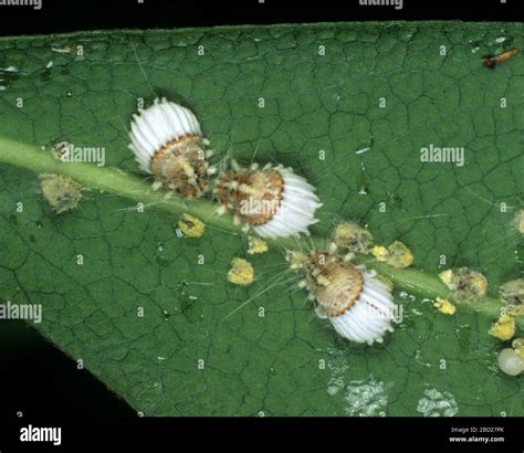 scale insect pest  res stock photography  images alamy