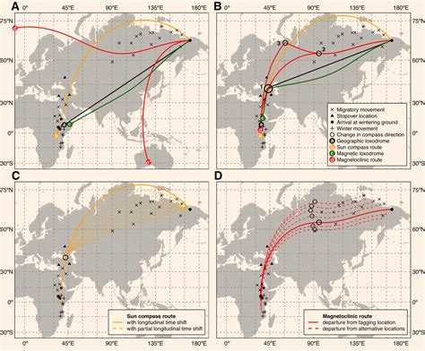 Study: Siberian Willow Warblers Migrate Incredible 8,000 Miles One Way ...