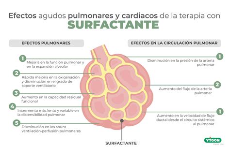 La Importancia Del Surfactante En El Paciente Neonatal Campus Vygon