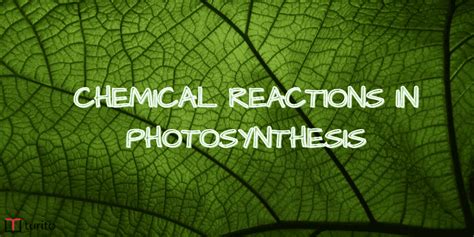 Chemical Reactions in Photosynthesis and Steps Involved