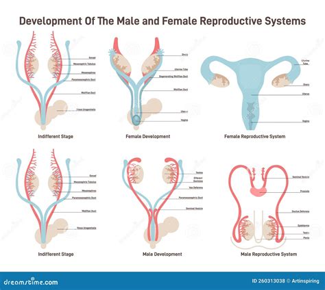 Female And Male Reproductive System Development Set Embryonic Stock Illustration Illustration