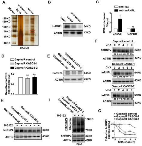 Casc Interacts With Hnrnpl A The Silver Staining Showed Specific