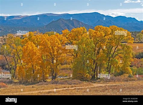 Cottonwood Trees In Autumn Colors Stock Photo Alamy