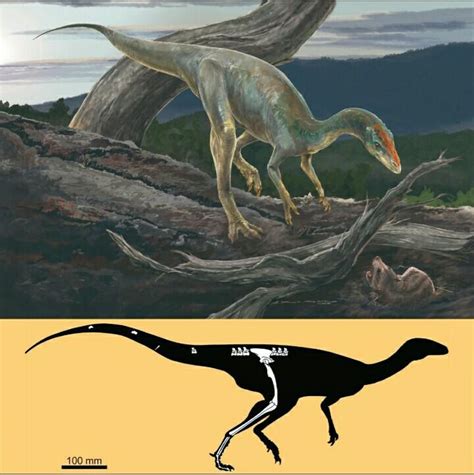 Nhandumirim Waldsangae • A New Dinosaur With Theropod Affinities From