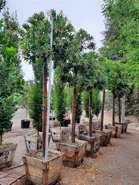 Arbutus marina STD | Urban Tree Farm Nursery