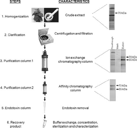 Purifi Cation Process For Plant Derived ChIL 12 HIS Crude Extracts