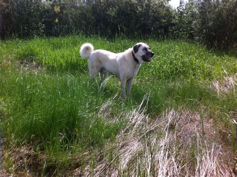 Kangal Rescue