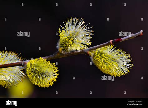Spring Pussy Willow Branch Isolated On Black Background Stock Photo Alamy