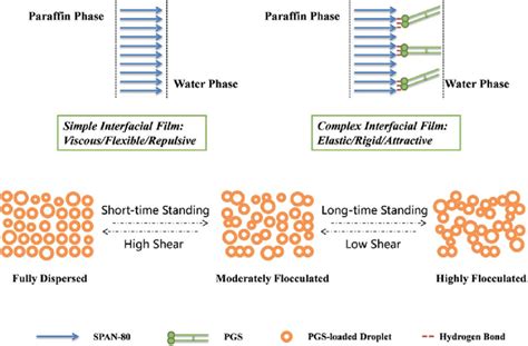 Schematic Illustration Of Simple Interfacial Film Complex Interfacial Download Scientific