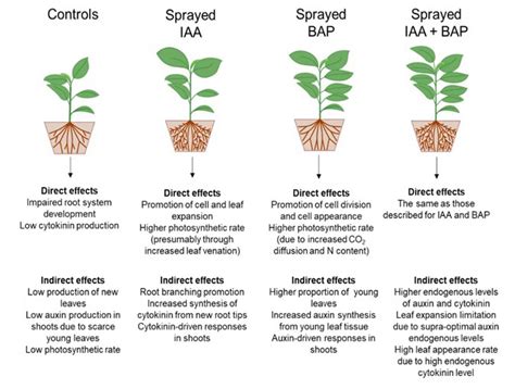 SciELO Brasil Analysis Of Exogenous Auxin And Cytokinin Action In