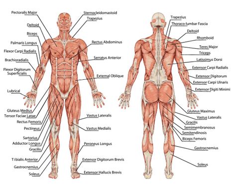 Embodied Anatomy and Physiology I--Musculoskeletal System (Asheville ...