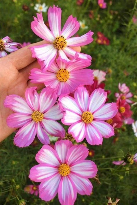 6 Reasons Why Everyone Should Grow Cosmos Its Meaning Cosmos