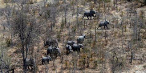 Botswana Will 20 000 Elefanten Nach Deutschland Schicken