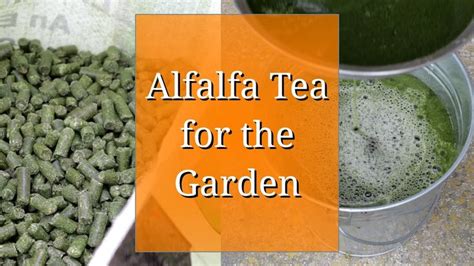 Alfalfa Tea For The Garden Alfalfa Tea Nutrient