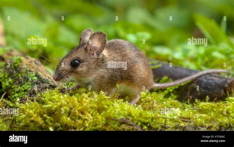 Cute Wild Wood Mouse Apodemus Sylvaticus Walking On The Forest Floor