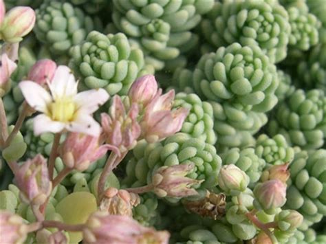 Sedum Dasyphyllum Major World Of Succulents